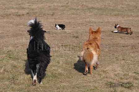 Altdeutsche und andere Rassen / Bild 34 von 34 / 28.02.2015 14:43 / DSC_7444.JPG