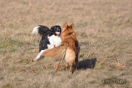 Altdeutsche und andere Rassen / Bild 33 von 34 / 28.02.2015 15:07 / DSC_7684.JPG