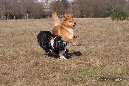 Altdeutsche und andere Rassen / Bild 30 von 34 / 28.02.2015 15:07 / DSC_7709.JPG