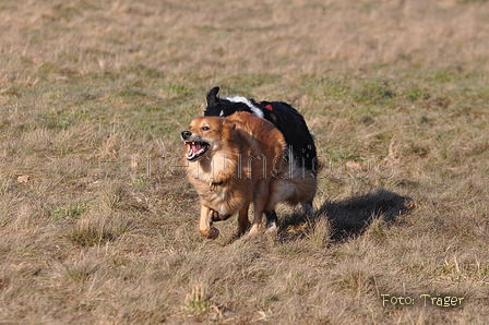 Altdeutsche und andere Rassen / Bild 28 von 34 / 28.02.2015 15:07 / DSC_7719.JPG