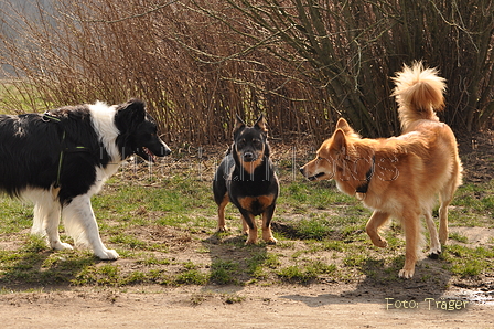 Altdeutsche und andere Rassen / Bild 27 von 34 / 28.03.2015 12:44 / DSC_8580.JPG