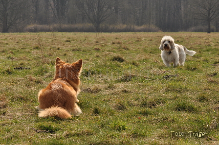 Altdeutsche und andere Rassen / Bild 26 von 34 / 28.03.2015 12:47 / DSC_8598.JPG