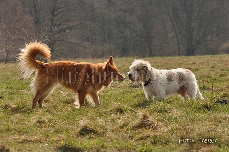 Altdeutsche und andere Rassen / Bild 25 von 34 / 28.03.2015 12:47 / DSC_8604.JPG