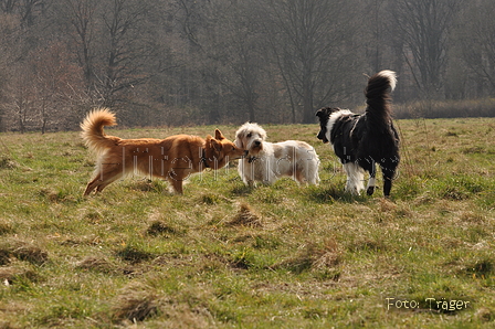 Altdeutsche und andere Rassen / Bild 24 von 34 / 28.03.2015 12:47 / DSC_8609.JPG