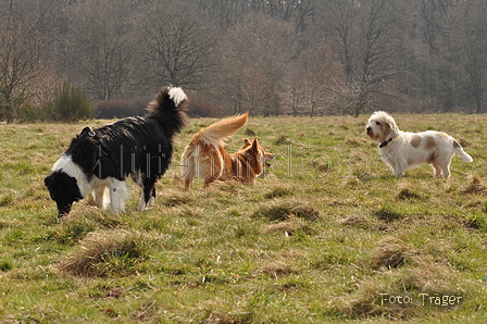 Altdeutsche und andere Rassen / Bild 22 von 34 / 28.03.2015 12:48 / DSC_8632.JPG