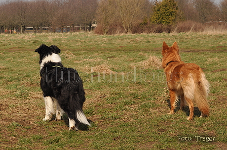 Altdeutsche und andere Rassen / Bild 21 von 34 / 28.03.2015 12:56 / DSC_8817.JPG