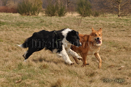 Altdeutsche und andere Rassen / Bild 16 von 34 / 28.03.2015 13:06 / DSC_9007.JPG