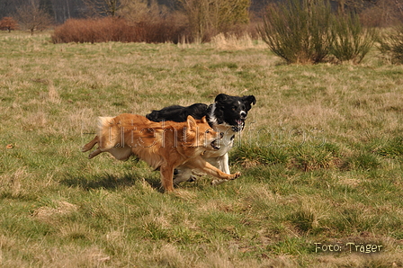 Altdeutsche und andere Rassen / Bild 14 von 34 / 28.03.2015 13:07 / DSC_9029.JPG