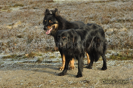 Verschiedene Altdeutsche zusammen / Bild 43 von 72 / 20.01.2019 12:02 / DSC_8655.JPG