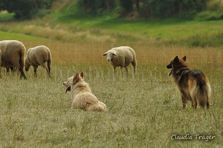 Verschiedene Altdeutsche zusammen / Bild 38 von 72 / 28.07.2019 10:22 / DSC_5843.JPG