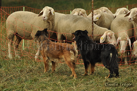 Verschiedene Altdeutsche zusammen / Bild 27 von 72 / 07.09.2019 13:33 / DSC_7714.JPG