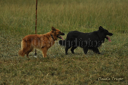 Verschiedene Altdeutsche zusammen / Bild 23 von 72 / 07.09.2019 15:46 / DSC_9361.JPG