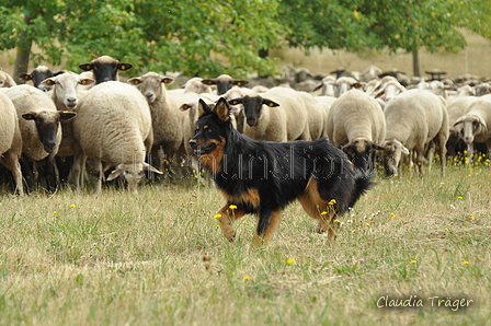 Gelbbacke / Bild 232 von 500 / 29.07.2018 10:05 / DSC_6622.JPG