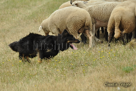 Gelbbacke / Bild 207 von 500 / 29.07.2018 11:25 / DSC_7988.JPG