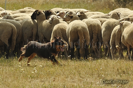 Gelbbacke / Bild 183 von 500 / 29.07.2018 14:16 / DSC_9776.JPG