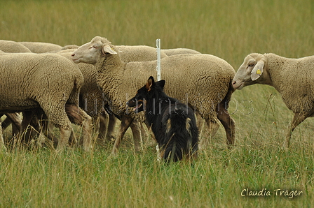 Gelbbacke / Bild 112 von 500 / 08.09.2019 11:14 / DSC_0286.JPG