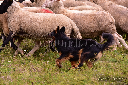 Gelbbacke / Bild 56 von 500 / 29.08.2021 14:56 / DSC_5581.JPG