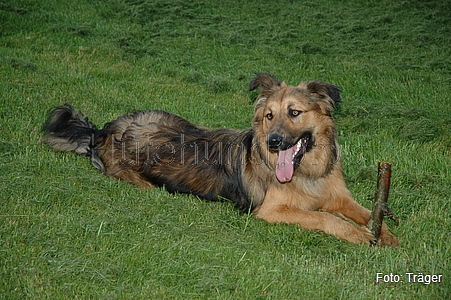 Harzer Fuchs / Bild 753 von 755 / 24.05.2007 20:51 / DSC_9420.JPG