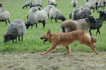 Harzer Fuchs / Bild 739 von 755 / 02.09.2007 14:39 / DSC_3859.JPG