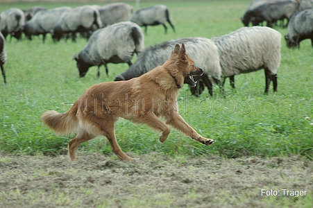 Harzer Fuchs / Bild 738 von 755 / 02.09.2007 14:41 / DSC_3903.JPG