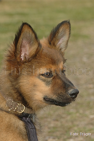 Harzer Fuchs / Bild 730 von 755 / 15.06.2008 13:36 / DSC_7331.JPG