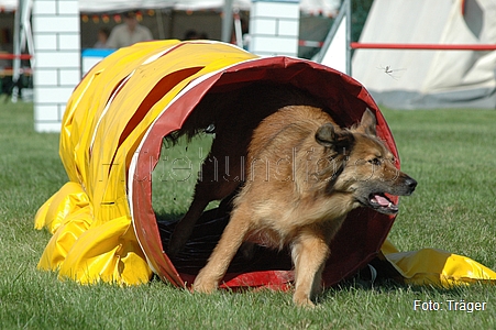 Harzer Fuchs / Bild 721 von 755 / 31.08.2008 15:12 / DSC_6417.JPG