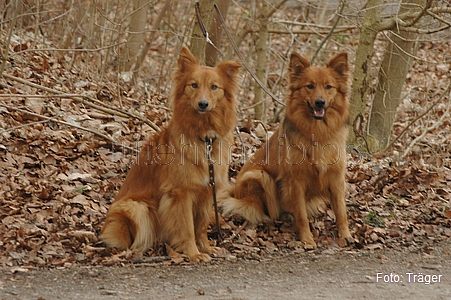 Harzer Fuchs / Bild 711 von 755 / 22.03.2009 16:26 / DSC_0397.JPG