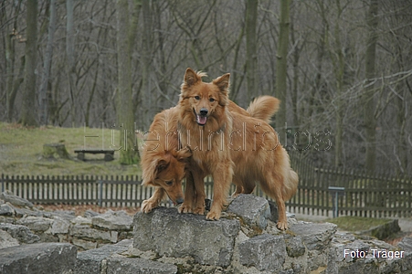 Harzer Fuchs / Bild 709 von 755 / 22.03.2009 16:47 / DSC_7840.JPG