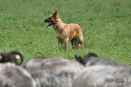 Harzer Fuchs / Bild 687 von 755 / 25.07.2010 12:43 / DSC_7448.JPG