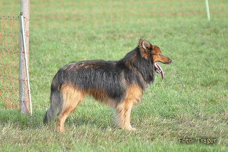 Harzer Fuchs / Bild 670 von 755 / 11.09.2010 17:45 / DSC_6097.JPG