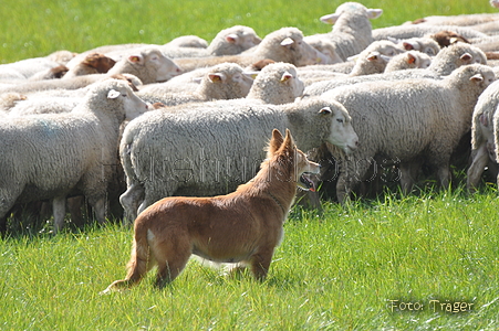 Harzer Fuchs / Bild 664 von 755 / 12.09.2010 12:10 / DSC_6585.JPG