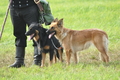 Harzer Fuchs / Bild 659 von 755 / 12.09.2010 14:42 / DSC_6732.JPG