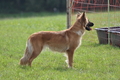 Harzer Fuchs / Bild 658 von 755 / 12.09.2010 14:50 / DSC_6737.JPG