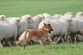 Harzer Fuchs / Bild 656 von 755 / 12.09.2010 14:55 / DSC_6760.JPG