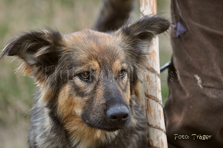 Harzer Fuchs / Bild 652 von 755 / 12.10.2010 15:45 / DSC_8081.JPG