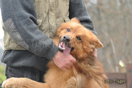 Harzer Fuchs / Bild 615 von 755 / 19.11.2010 16:22 / DSC_2326.JPG