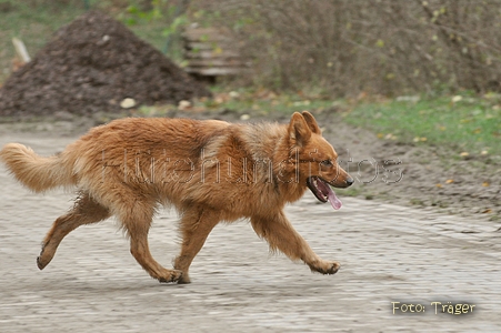 Harzer Fuchs / Bild 614 von 755 / 19.11.2010 16:23 / DSC_2340.JPG