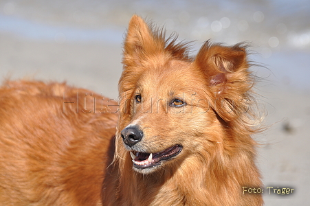 Harzer Fuchs / Bild 612 von 755 / 30.04.2011 14:26 / DSC_9315.JPG