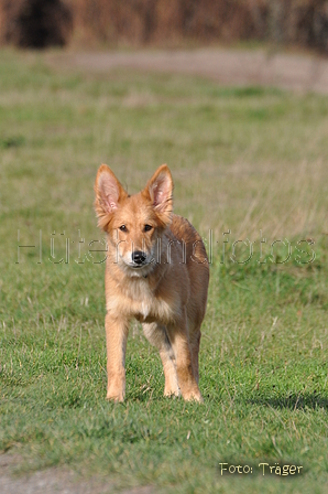 Harzer Fuchs / Bild 581 von 755 / 22.10.2013 11:47 / DSC_1936.JPG