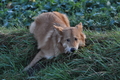 Harzer Fuchs / Bild 576 von 755 / 05.12.2013 15:31 / DSC_3246.JPG