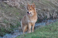 Harzer Fuchs / Bild 567 von 755 / 10.01.2014 15:36 / DSC_3036.JPG