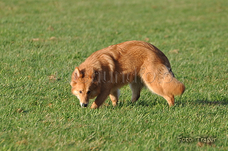 Harzer Fuchs / Bild 566 von 755 / 12.01.2014 15:26 / DSC_3139.JPG