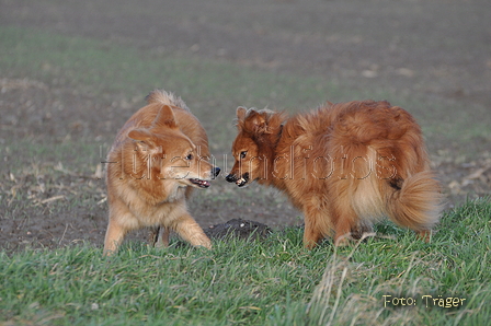 Harzer Fuchs / Bild 562 von 755 / 12.01.2014 15:29 / DSC_3197.JPG