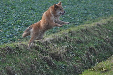 Harzer Fuchs / Bild 558 von 755 / 12.01.2014 15:34 / DSC_3369.JPG