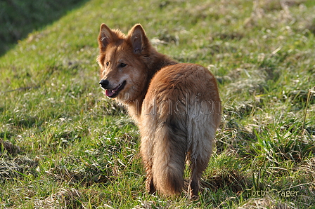 Harzer Fuchs / Bild 556 von 755 / 12.01.2014 15:36 / DSC_3408.JPG