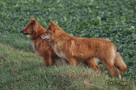 Harzer Fuchs / Bild 553 von 755 / 12.01.2014 15:41 / DSC_3486.JPG