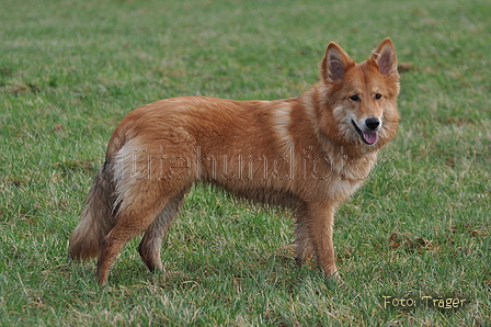 Harzer Fuchs / Bild 552 von 755 / 12.01.2014 15:43 / DSC_3525.JPG