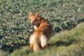 Harzer Fuchs / Bild 528 von 755 / 14.02.2014 15:35 / DSC_4572.JPG