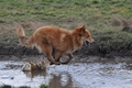 Harzer Fuchs / Bild 526 von 755 / 16.02.2014 12:51 / DSC_4931.JPG