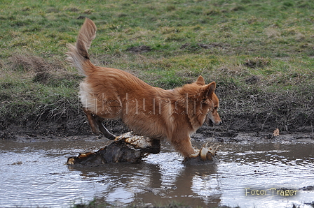 Harzer Fuchs / Bild 525 von 755 / 16.02.2014 12:51 / DSC_4932.JPG